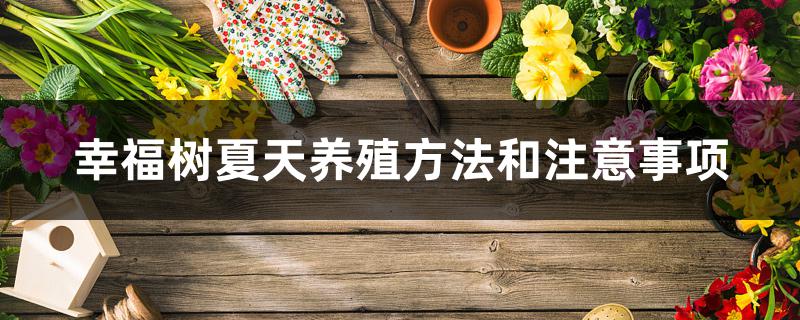 幸福树夏天养殖方法和注意事项