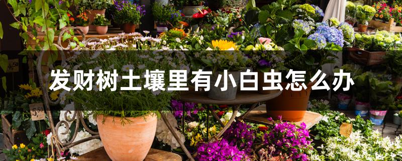 发财树土壤里有小白虫怎么办 发财树土壤里有小白虫怎么办