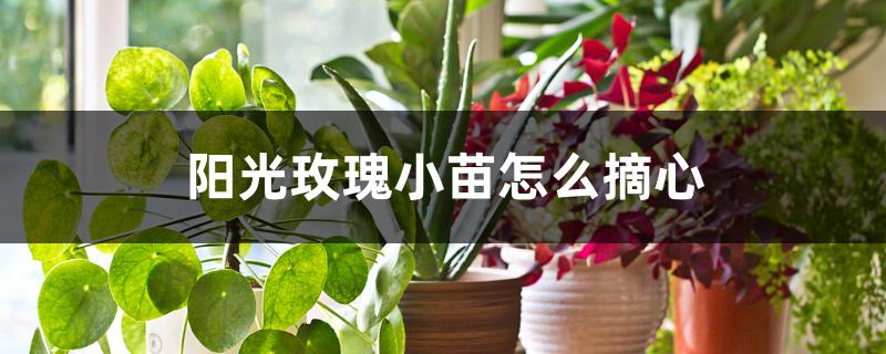 阳光玫瑰小苗怎么摘心 阳光玫瑰小苗怎么摘心