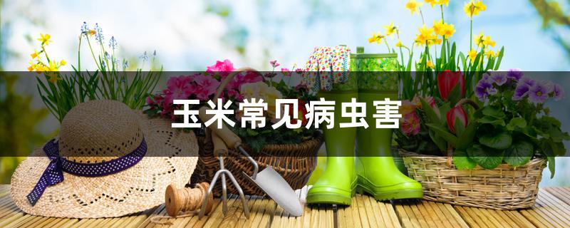玉米常见病虫害 玉米常见病虫害