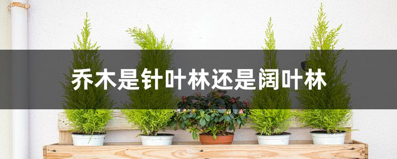 乔木是针叶林还是阔叶林 乔木是针叶林还是阔叶林