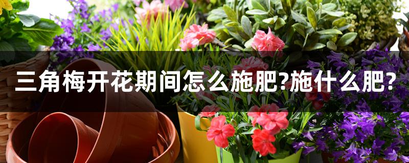 三角梅开花期间怎么施肥?施什么肥?