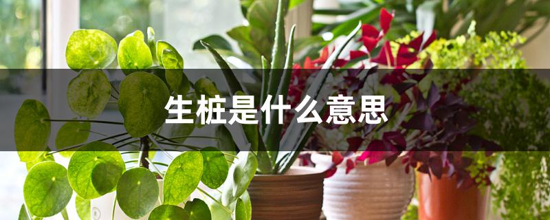生桩是什么意思 生桩是什么意思