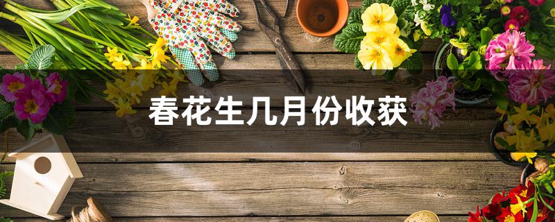 春花生几月份收获 春花生几月份收获