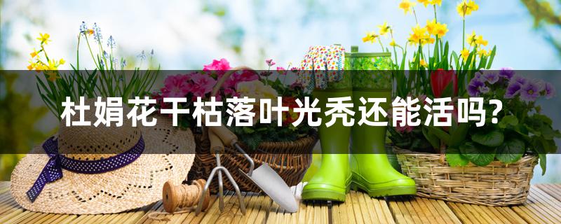 杜鹃花干枯落叶光秃还能活吗? 杜鹃花干枯落叶光秃还能活吗?