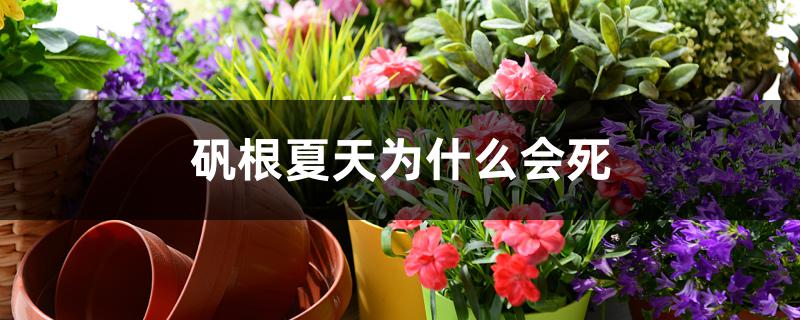 矾根夏天为什么会死 矾根夏天为什么会死
