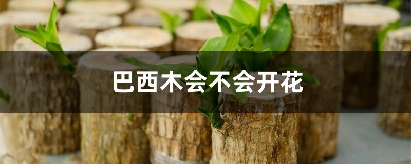 巴西木会不会开花 巴西木会不会开花
