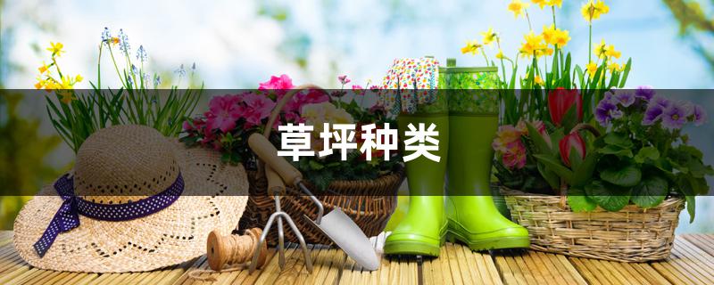 草坪种类 草坪种类