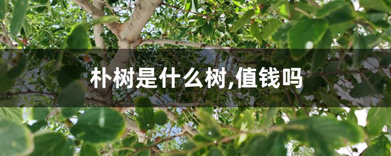 朴树是什么树,值钱吗 朴树是什么树,值钱吗