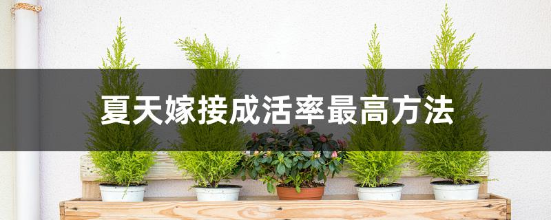 夏天嫁接成活率最高方法 夏天嫁接成活率最高方法