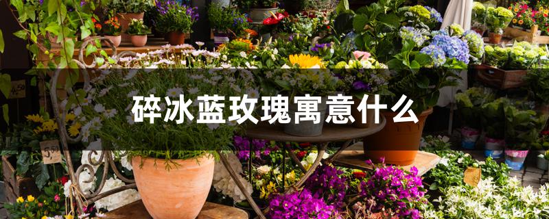 碎冰蓝玫瑰寓意什么 碎冰蓝玫瑰寓意什么