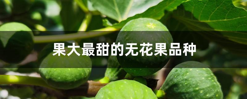 果大最甜的无花果品种 果大最甜的无花果品种