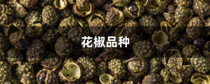 花椒品种 花椒品种
