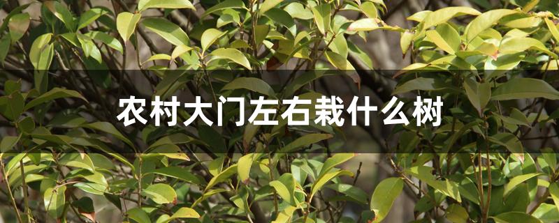 农村大门左右栽什么树 农村大门左右栽什么树