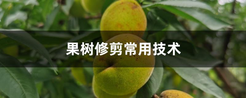 果树修剪常用技术 果树修剪常用技术
