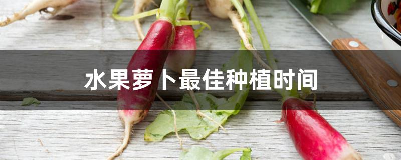 水果萝卜最佳种植时间 水果萝卜最佳种植时间