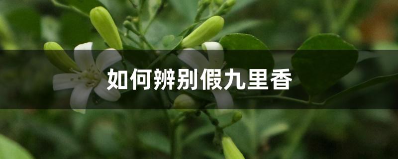 如何辨别假九里香