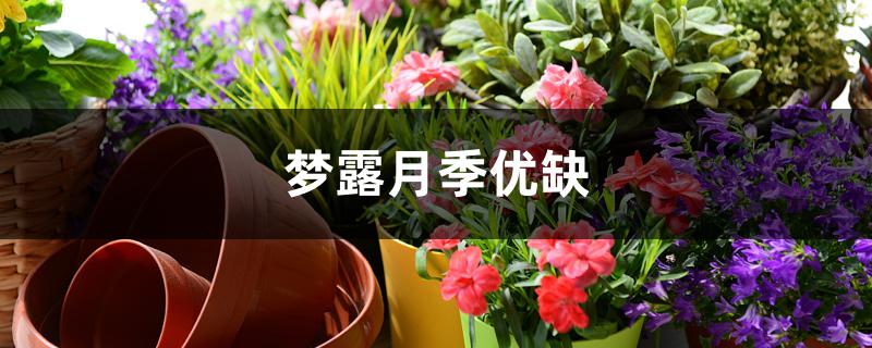 梦露月季优缺 梦露月季优缺
