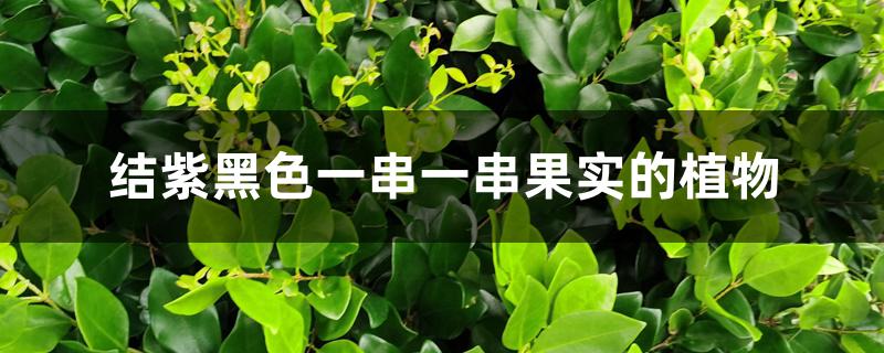 结紫黑色一串一串果实的植物 结紫黑色一串一串果实的植物
