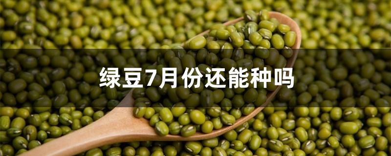 绿豆7月份还能种吗