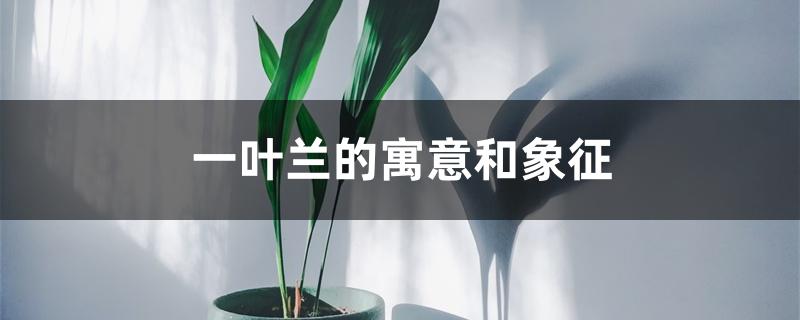 一叶兰的寓意和象征 一叶兰的寓意和象征