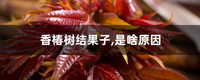 香椿树结果子,是啥原因 香椿树结果子,是啥原因