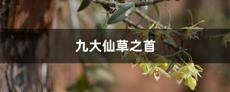 九大仙草之首 九大仙草之首