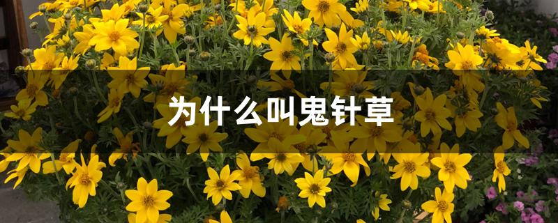 为什么叫鬼针草 为什么叫鬼针草