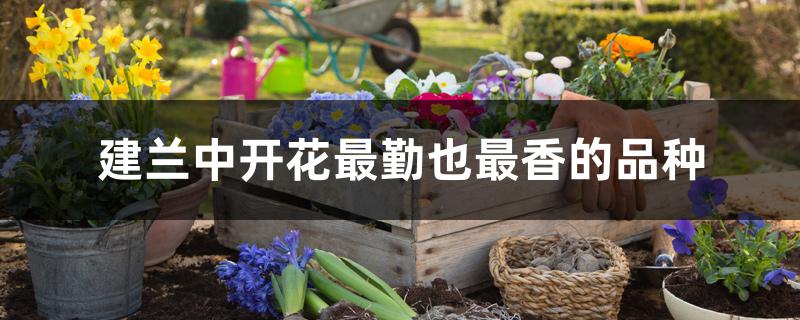 建兰中开花最勤也最香的品种 建兰中开花最勤也最香的品种