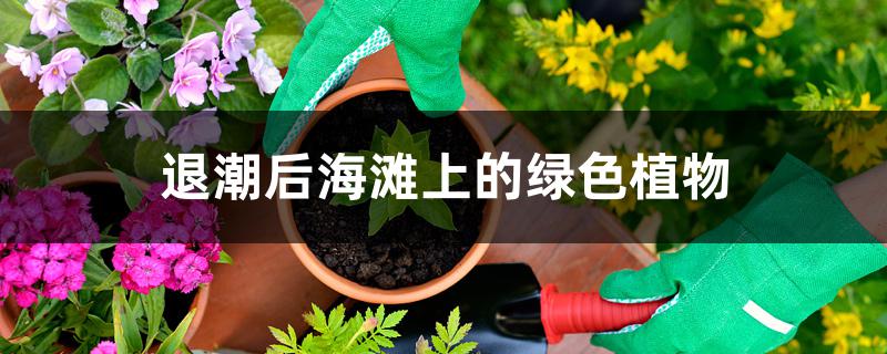 退潮后海滩上的绿色植物 退潮后海滩上的绿色植物
