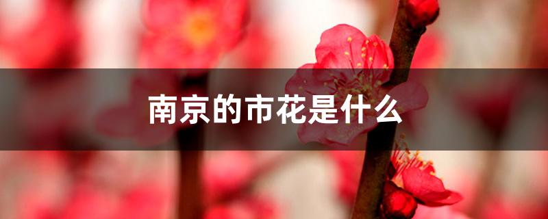 南京的市花是什么 南京的市花是什么