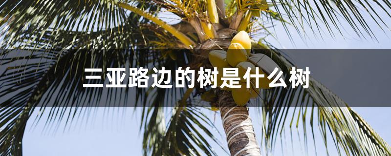 三亚路边的树是什么树 三亚路边的树是什么树