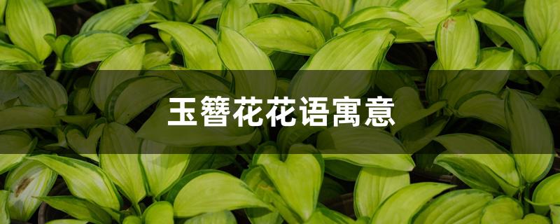 玉簪花花语寓意 玉簪花花语寓意