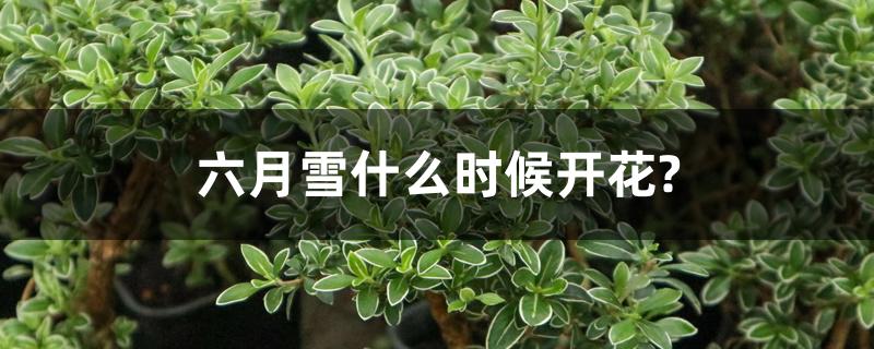 六月雪什么时候开花?