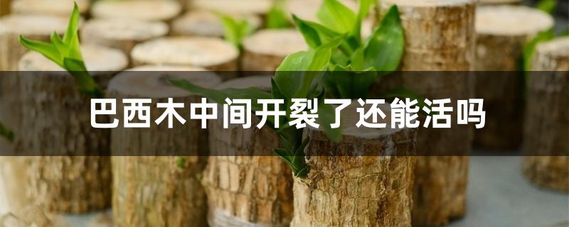 巴西木中间开裂了还能活吗 巴西木中间开裂了还能活吗
