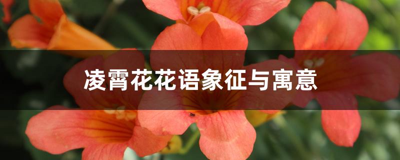 凌霄花花语象征与寓意 凌霄花花语象征与寓意