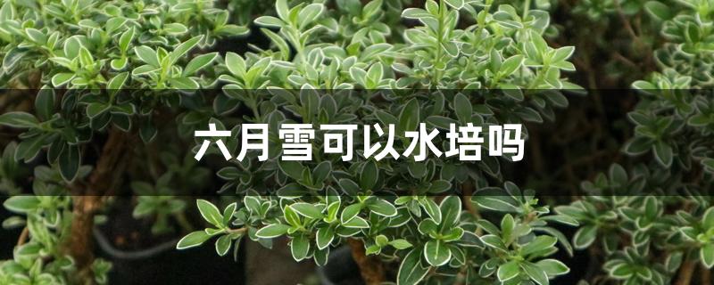 六月雪可以水培吗 六月雪可以水培吗