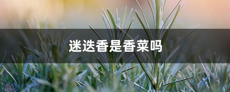 迷迭香是香菜吗 迷迭香是香菜吗