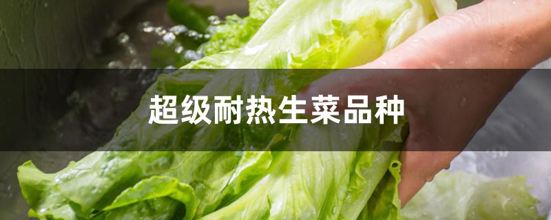 超级耐热生菜品种 超级耐热生菜品种