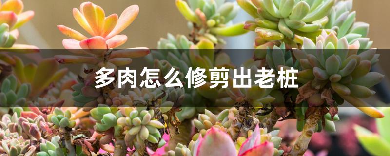 多肉怎么修剪出老桩 多肉怎么修剪出老桩