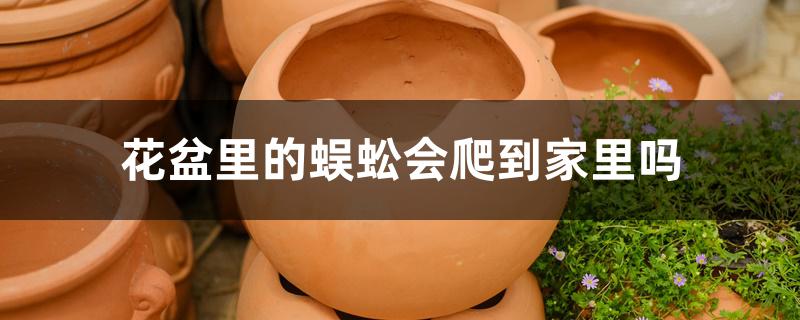 花盆里的蜈蚣会爬到家里吗