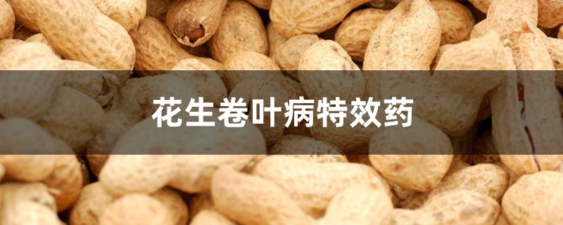 花生卷叶病特效药 花生卷叶病特效药