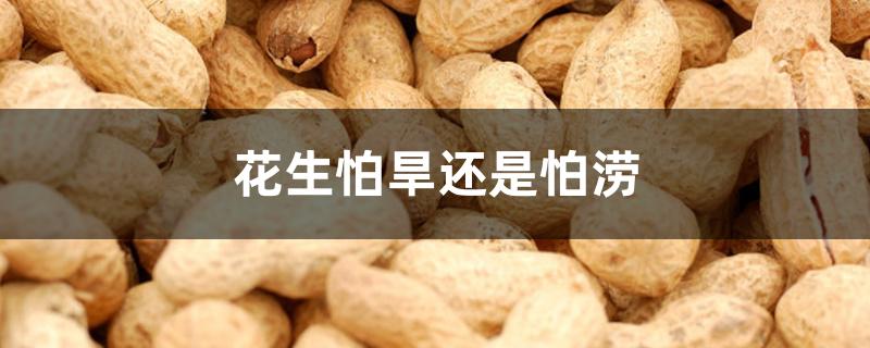 花生怕旱还是怕涝 花生怕旱还是怕涝