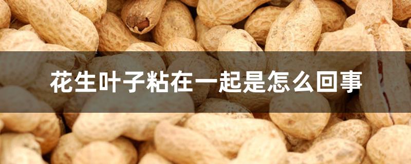 花生叶子粘在一起是怎么回事 花生叶子粘在一起是怎么回事