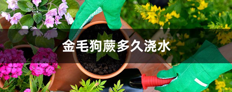 金毛狗蕨多久浇水 金毛狗蕨多久浇水