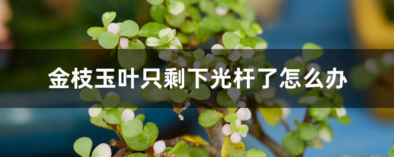 金枝玉叶只剩下光杆了怎么办 金枝玉叶只剩下光杆了怎么办