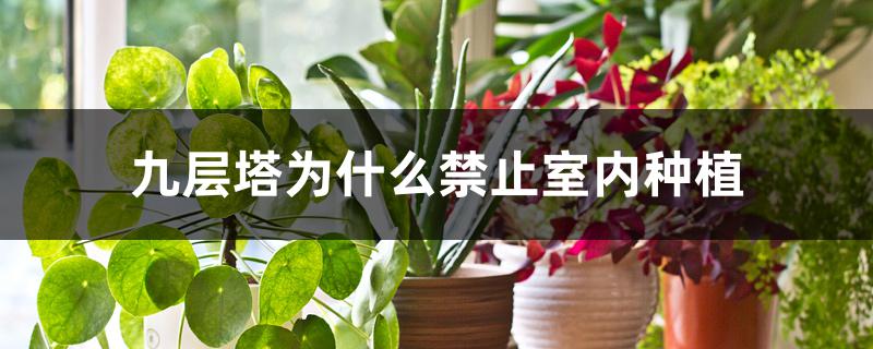九层塔为什么禁止室内种植 九层塔为什么禁止室内种植