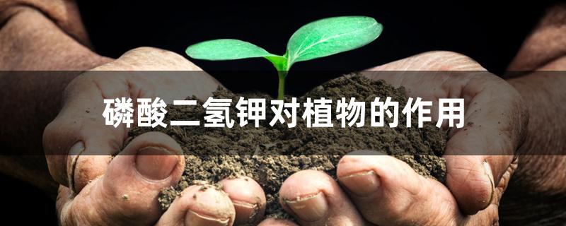磷酸二氢钾对植物的作用 磷酸二氢钾对植物的作用