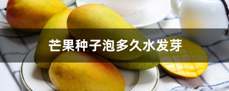 芒果种子泡多久水发芽