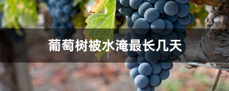 葡萄树被水淹最长几天 葡萄树被水淹最长几天